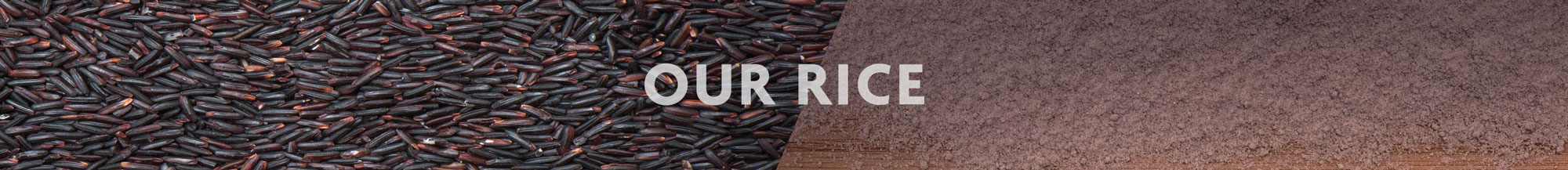 Black Rice Project Our Rice